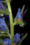 Common viper's bugloss